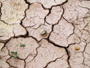 Read more about the article Drought forecasting unlocked by AI