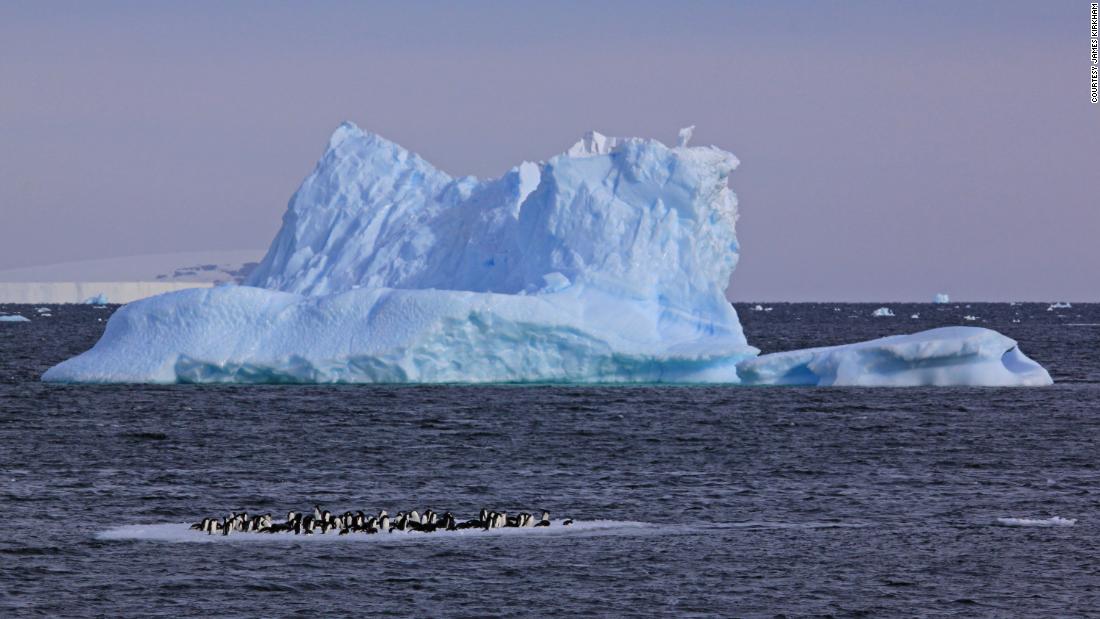 Antarctica Researchers Attach Sensors to Seals to Study Continental Ice Shelves