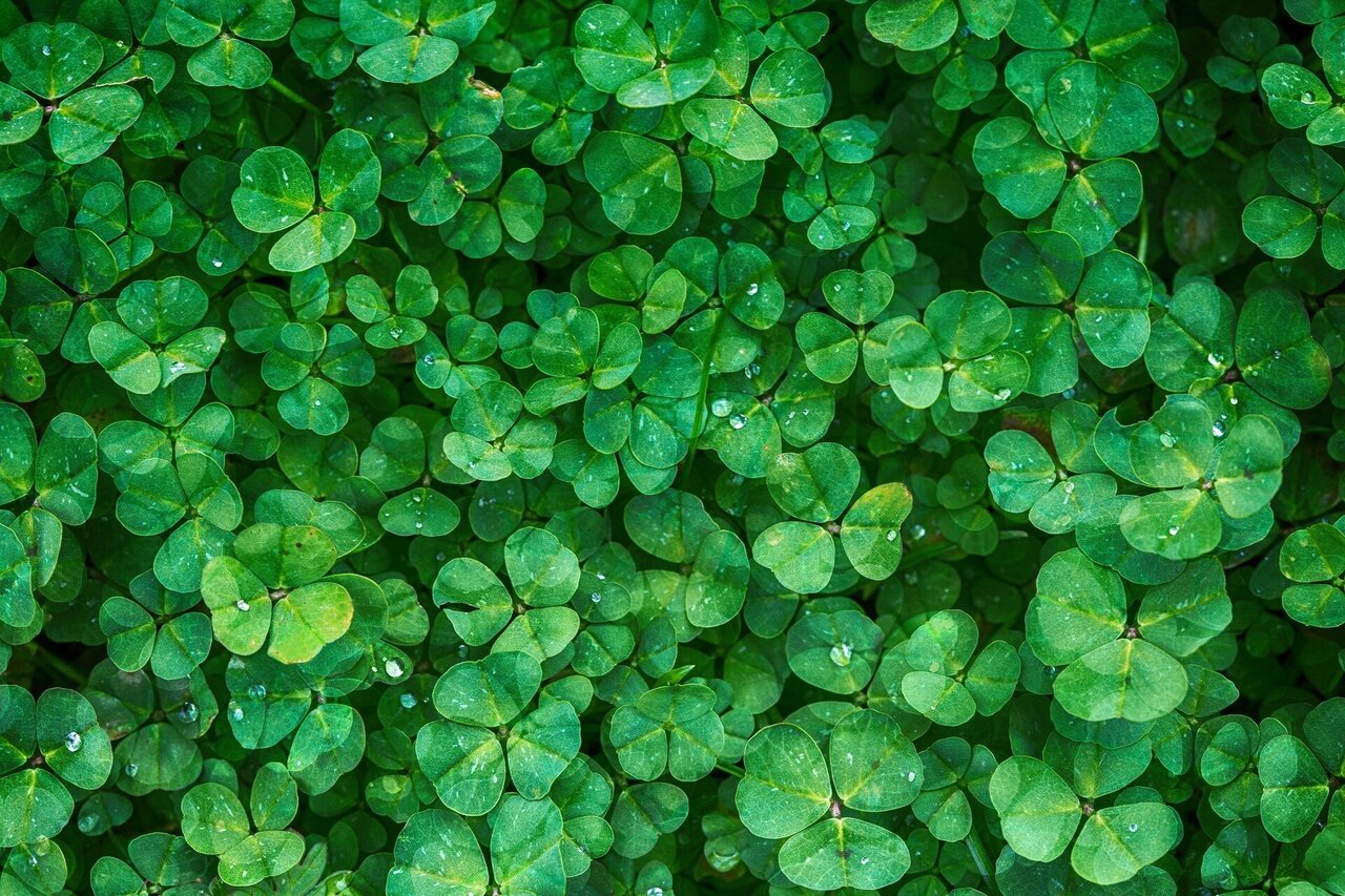 Plants Buy Us Time to Slow Climate Change – But Not Enough to Stop It