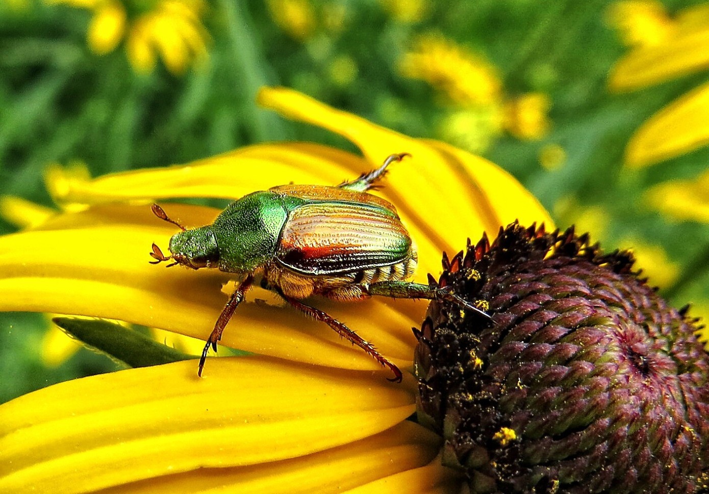 FarmSense uses sensors and machine learning to bug-proof crops